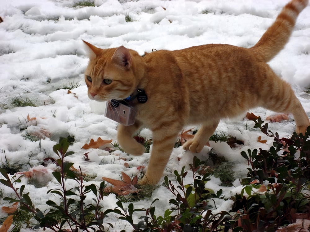 Cooper the Photographer Cat