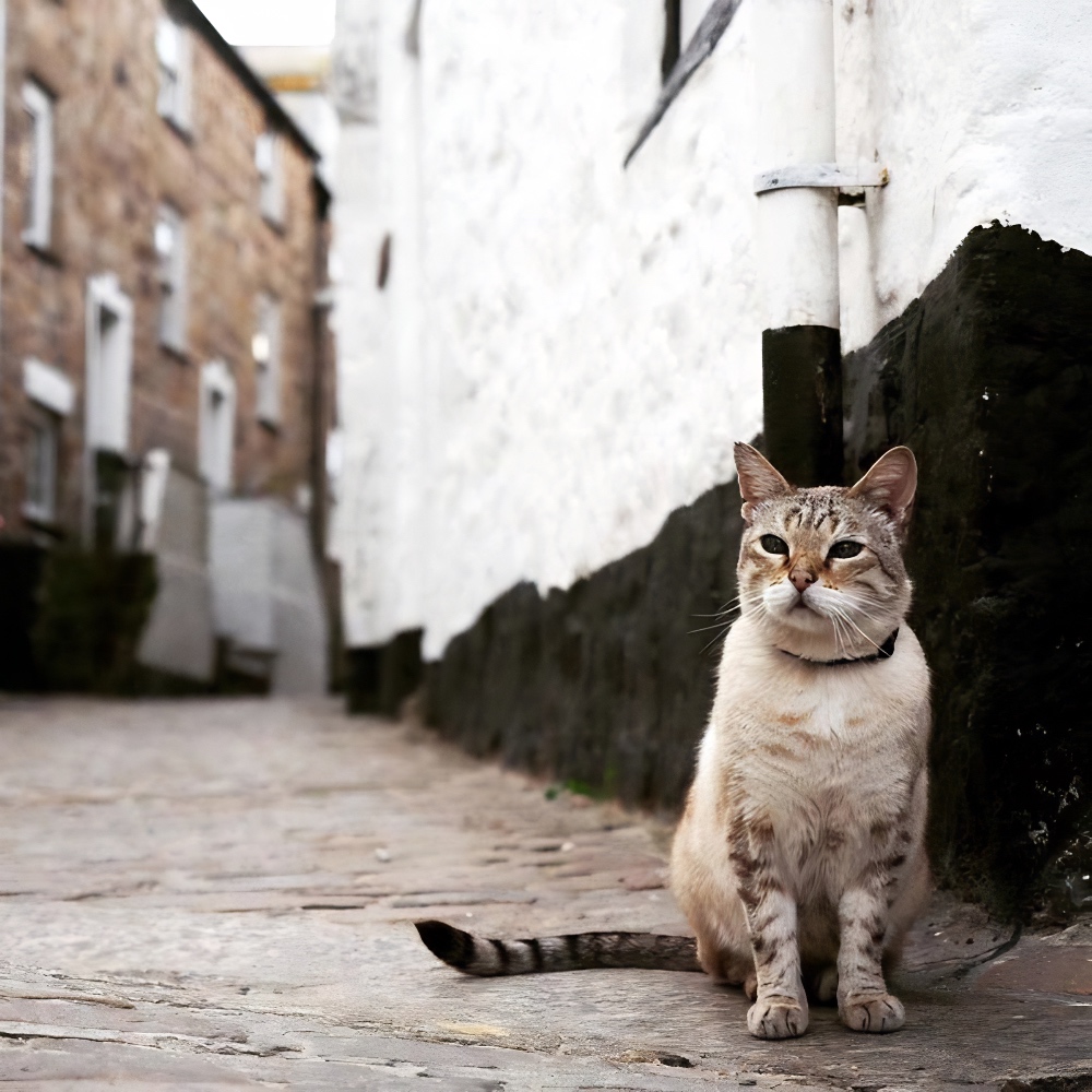 Corwall cobbled streets and a cat
