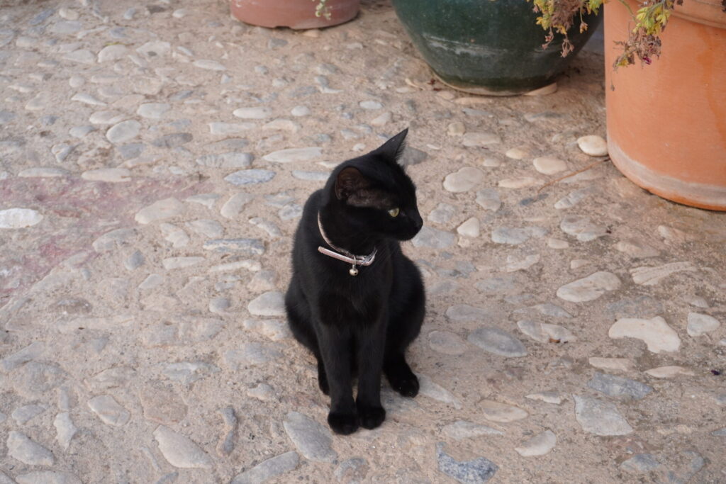 black cat in Frigiliana