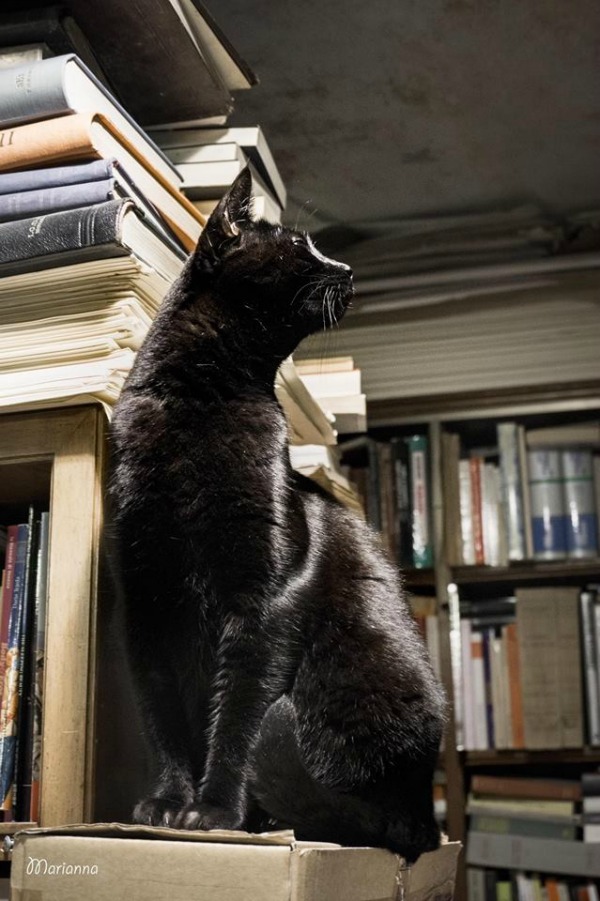 gatto dominique