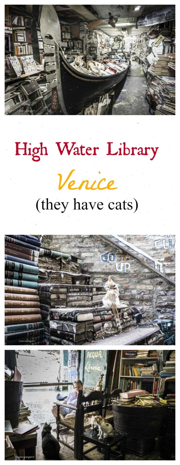 High Water Library cats