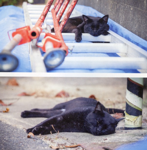 lazy black cat