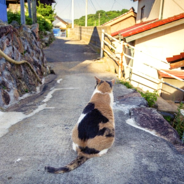 neko shima cat island