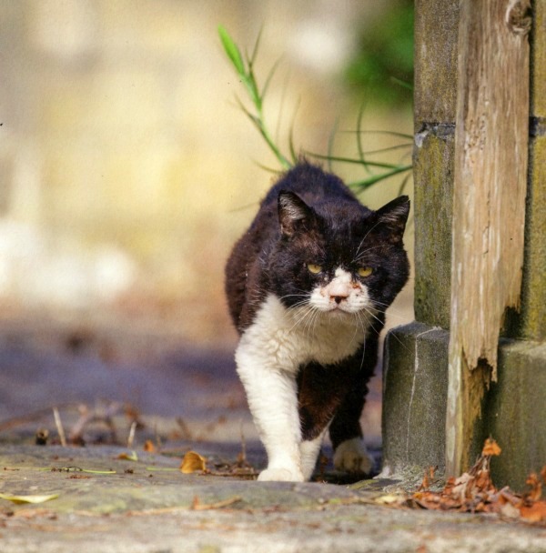 neko tashhirojima