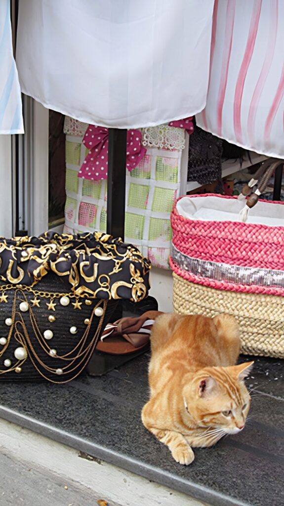 orange cat in a shop in Positano Italy