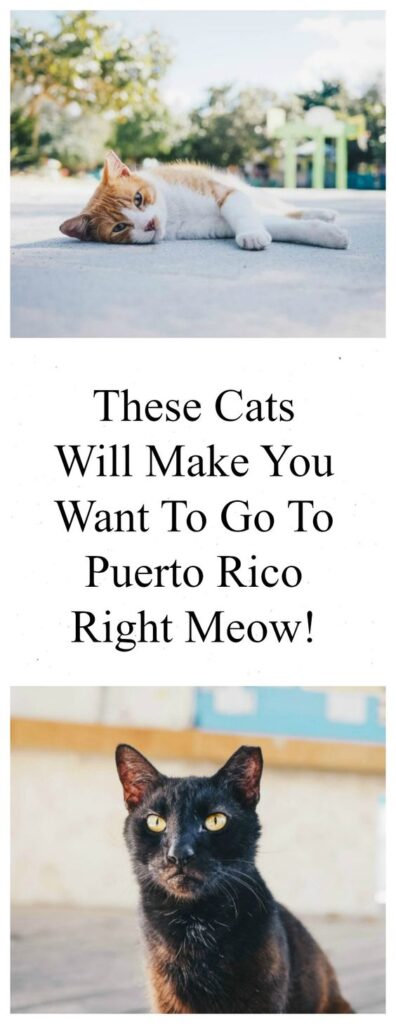 San Juan cats