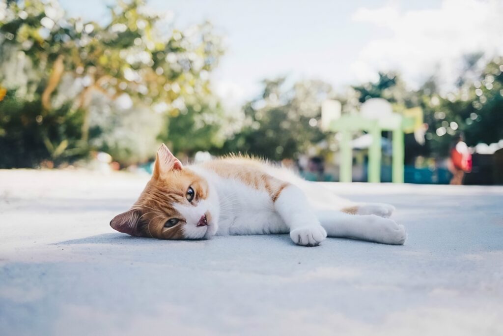 San Juan cats