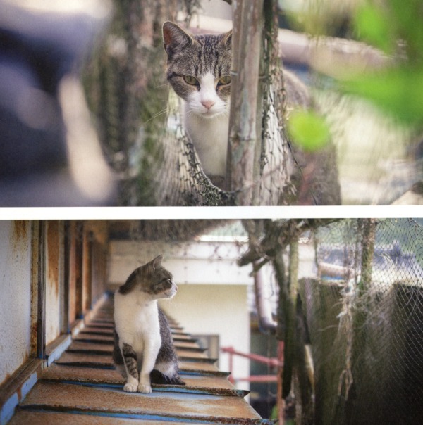 shima neko