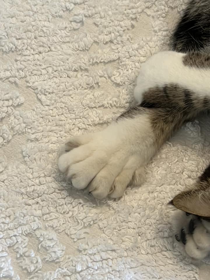 six-toed cat