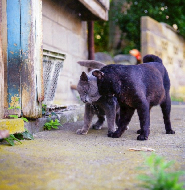 tashirojima neko