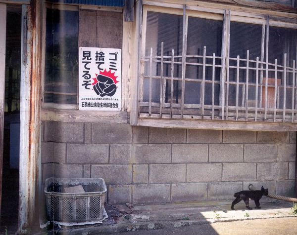 tashirojima cats