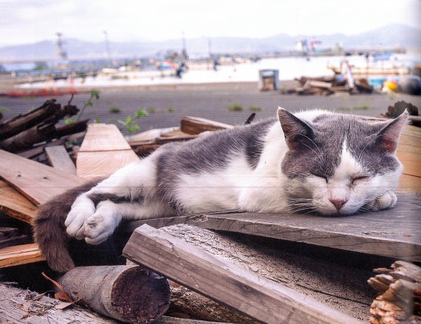 tashirojima island