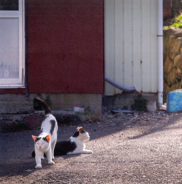 tashirojima island japan