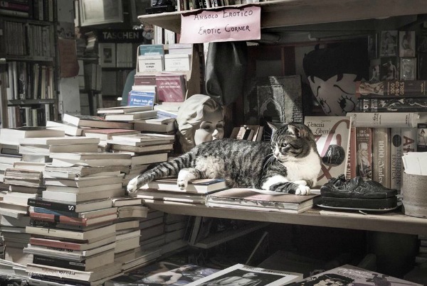 tigre gatto
