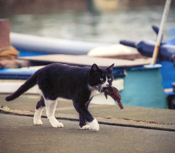 tokyo cat island