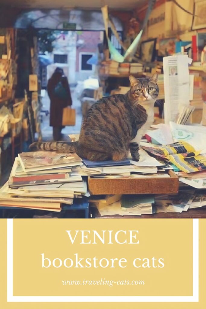 Venice Acqua Alta bookstore cats