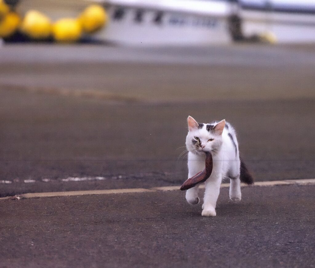 where is cat island