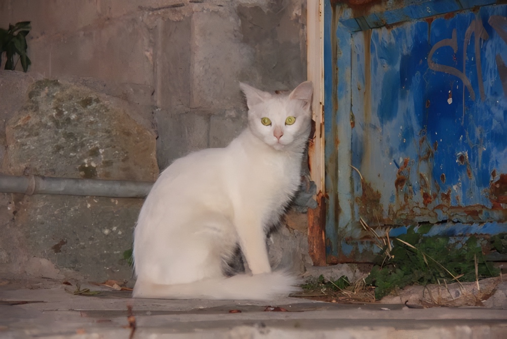white cat in Athens Greece