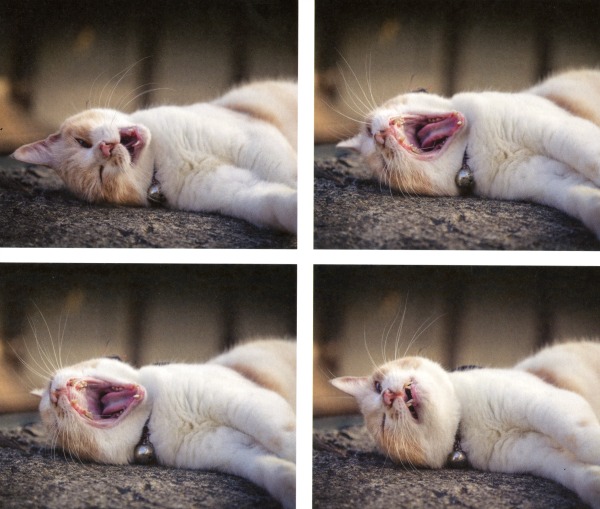 yawning cat pictures