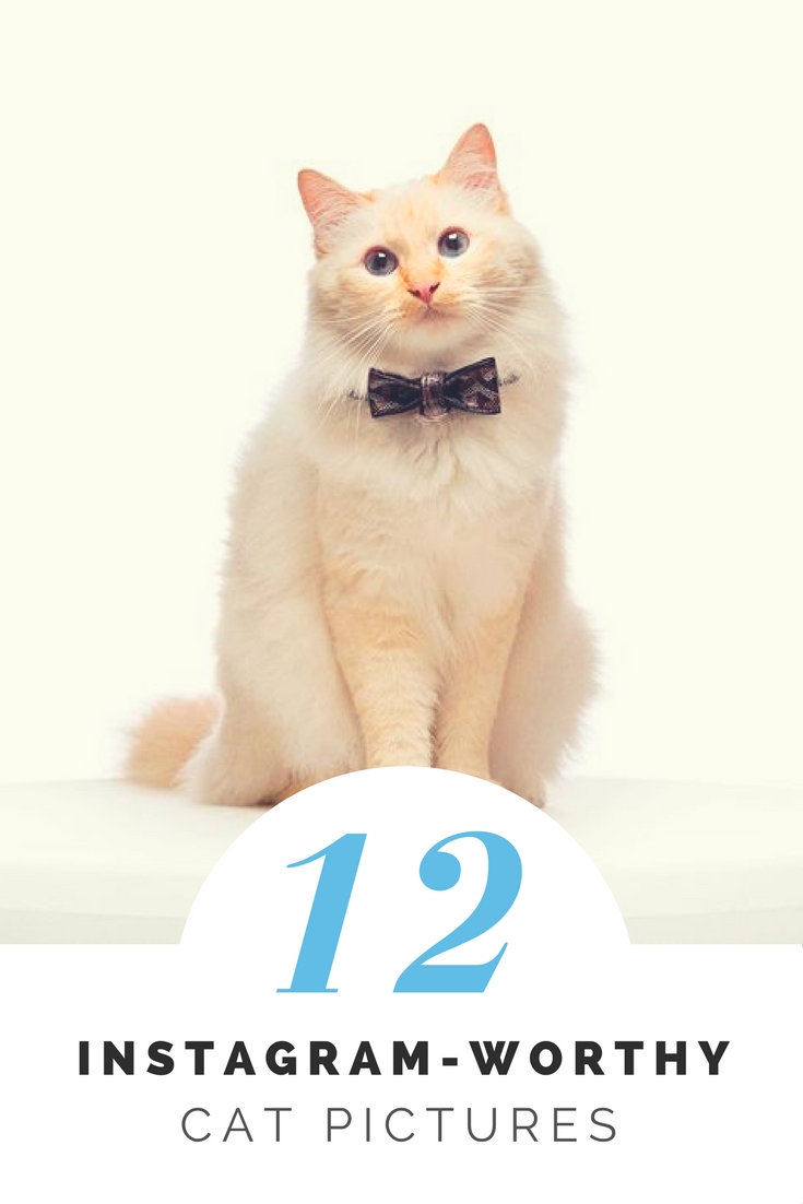 instagram-worthy cat pictures