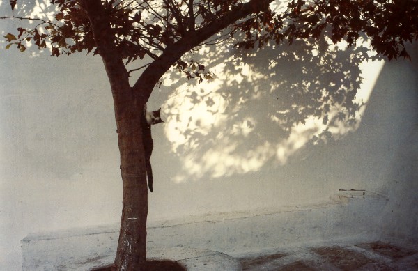 cat climbing on tree