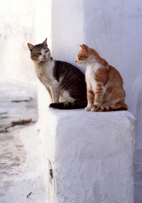 cats