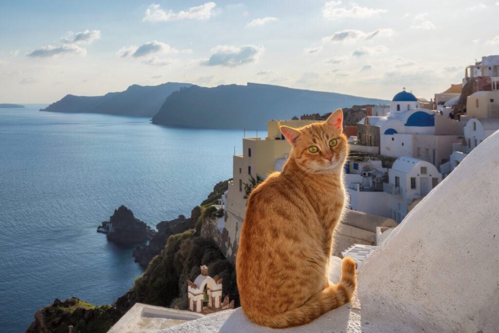 ginger cat in Santorini