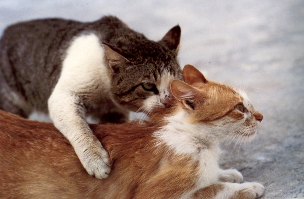 mating cats