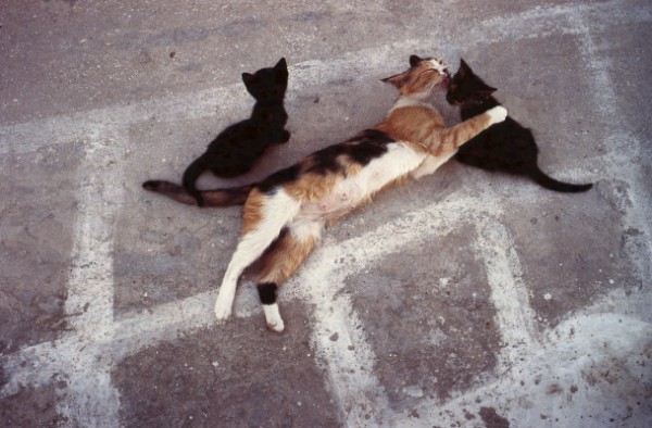 mother cat grooming kittens