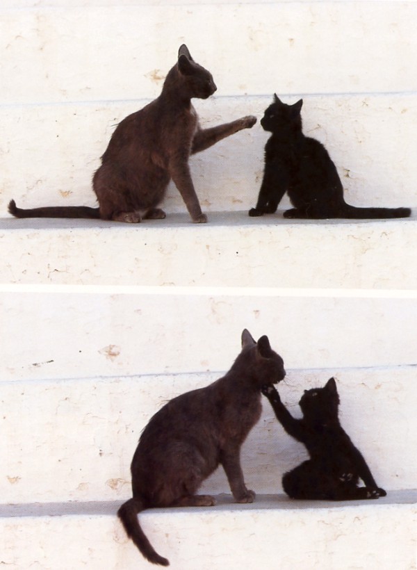 naxos cats