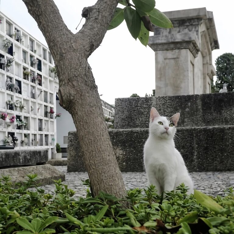 Sant Sebastià Cemetery Sitges