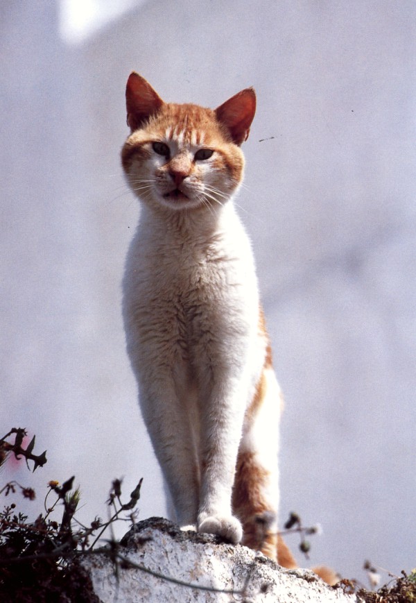 santorini cat