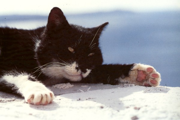 santorini cats