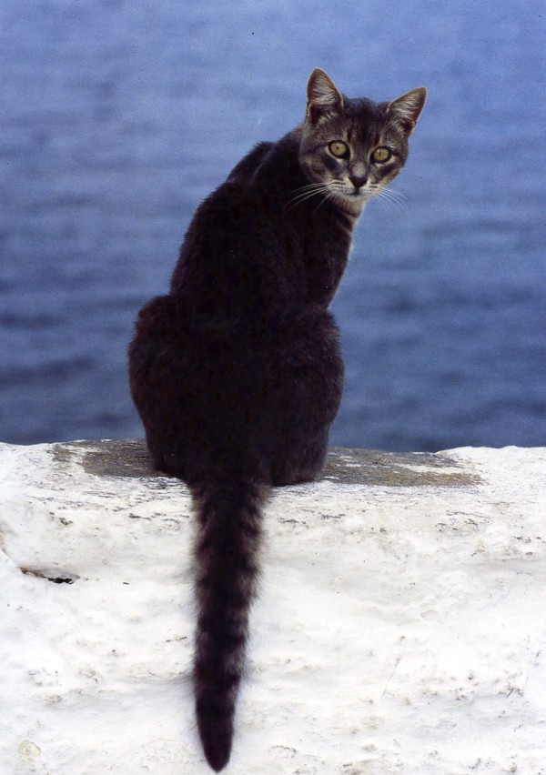 santorini photoshoot ideas