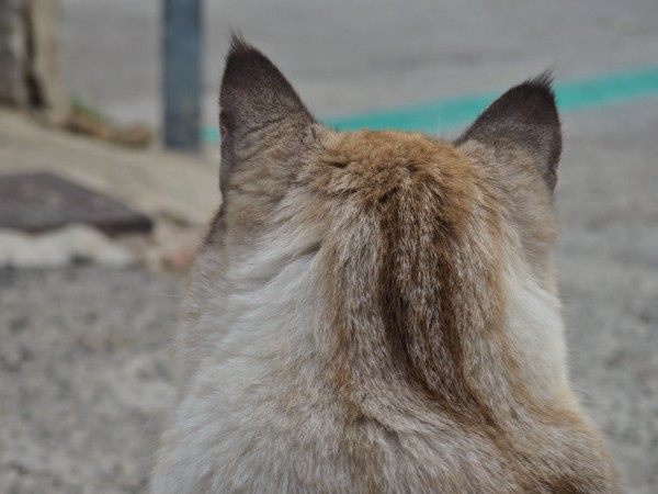 cat ears