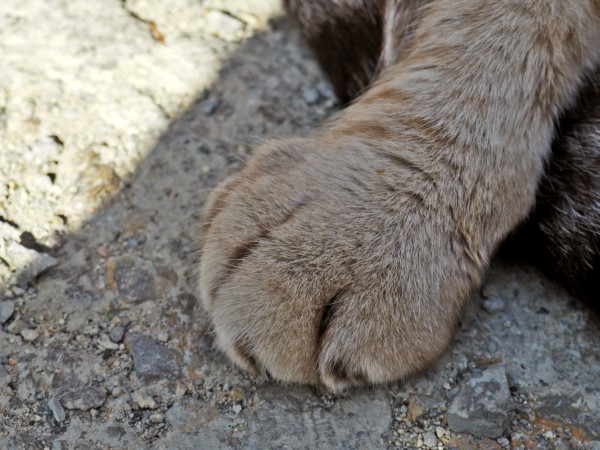 cat paw