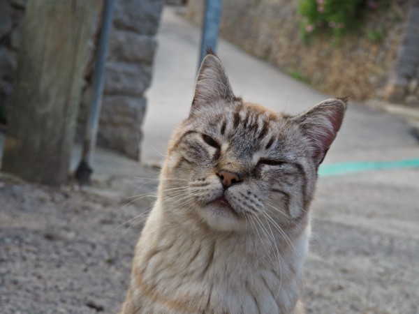 cat photography