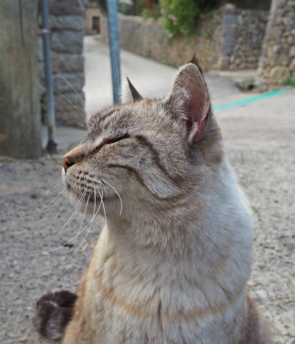 cat posing