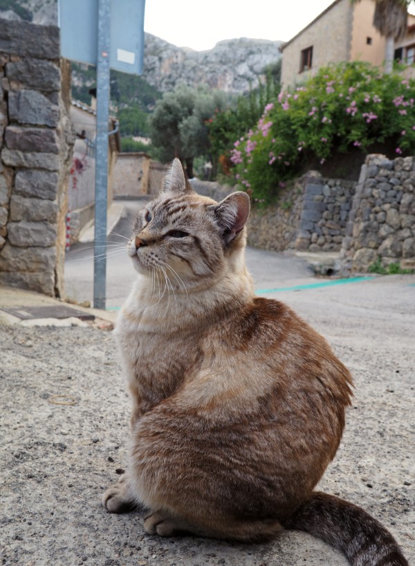 deia