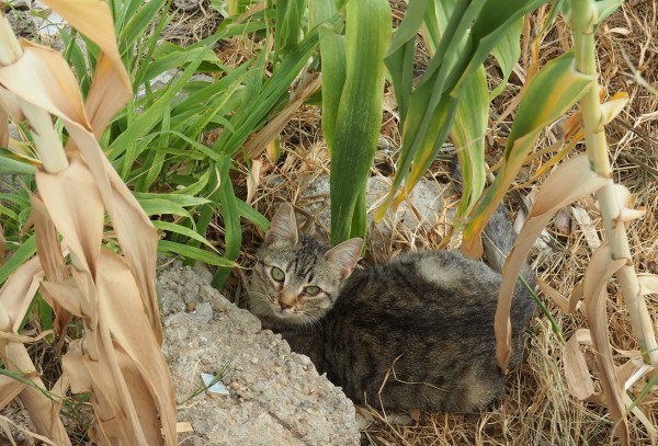 feral cats