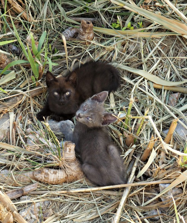 feral kittens