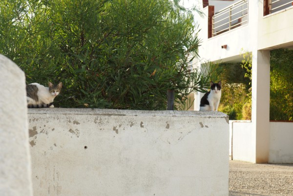 port cats