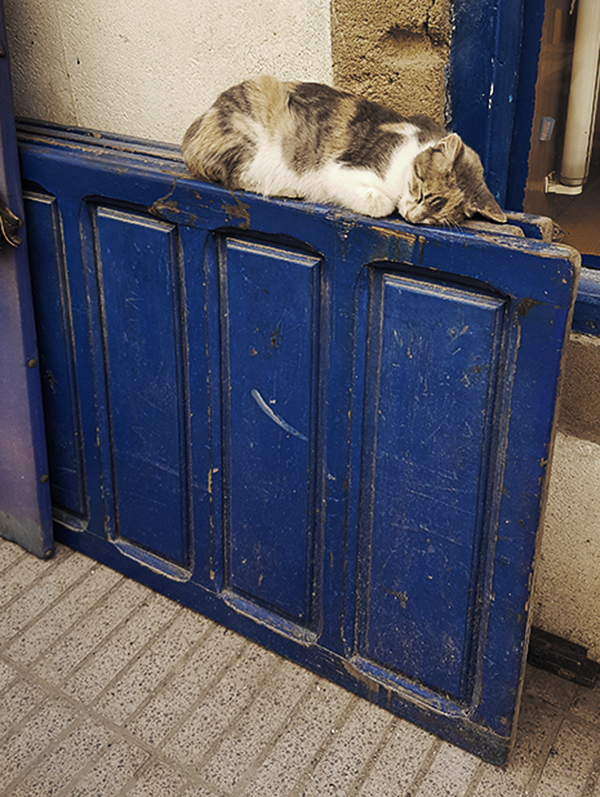 cat door Morocco