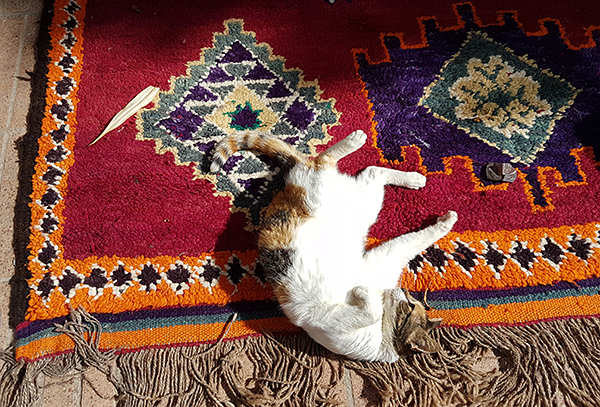 cat rug