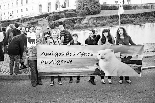 amigos dos gatos do algarve
