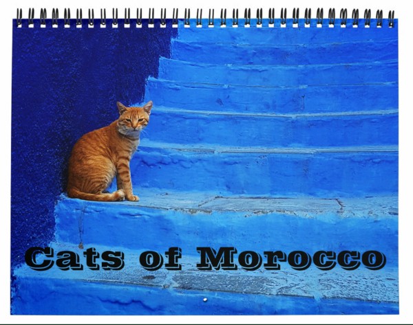 calendar cats of morocco