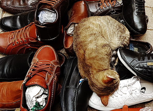 cats of Casablanca