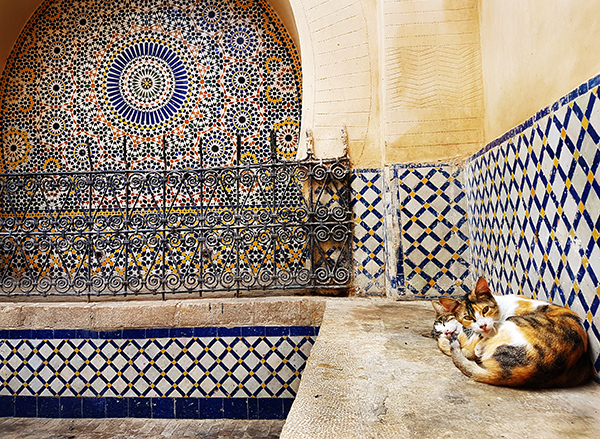 cats of Fez
