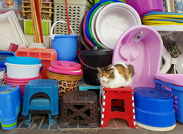 cat for sale