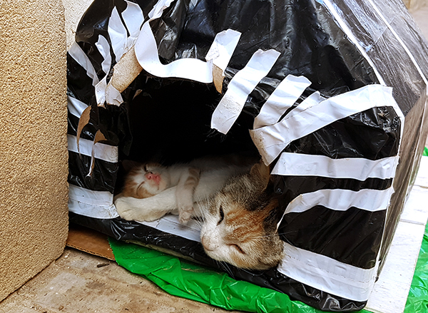 cat house essaouira